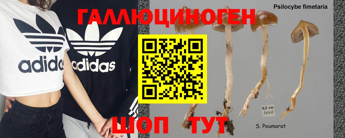Псилоцибиновые грибы Psilocybe Строитель